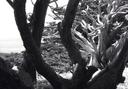 Trees at Point Lobos.
